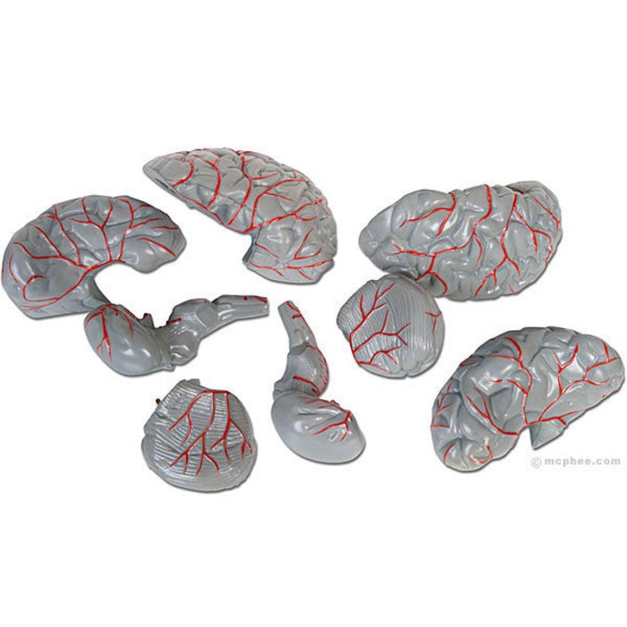 Gift, Party & Holiday Archie McPhee | Brain Model