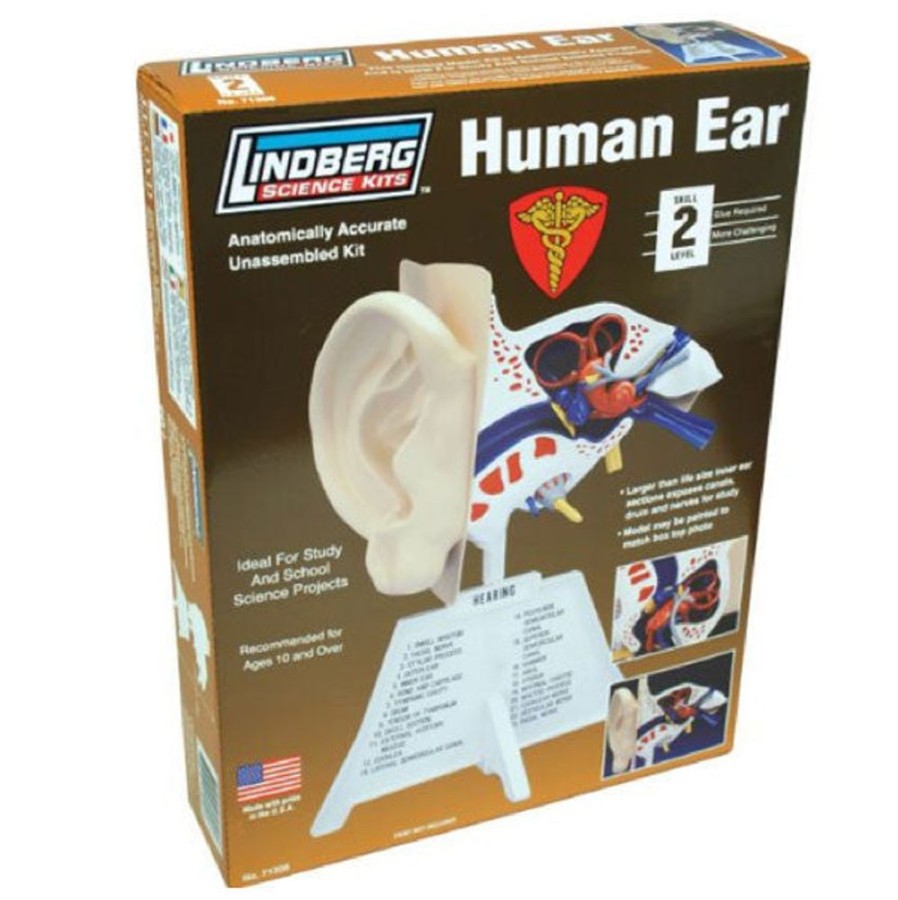 Gifts Archie McPhee | Human Ear Model Kit