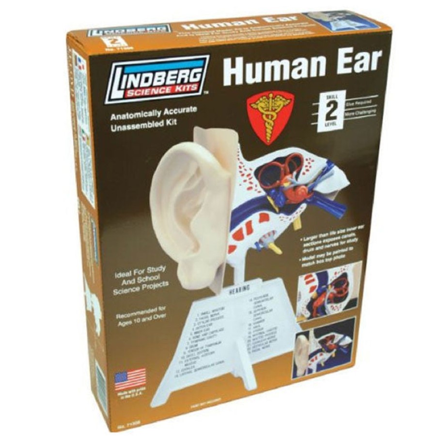 Fun Archie McPhee | Human Ear Model Kit