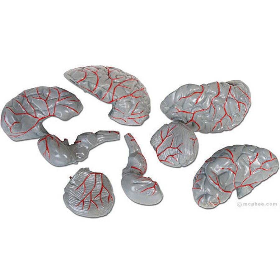 School & Office Archie McPhee | Brain Model