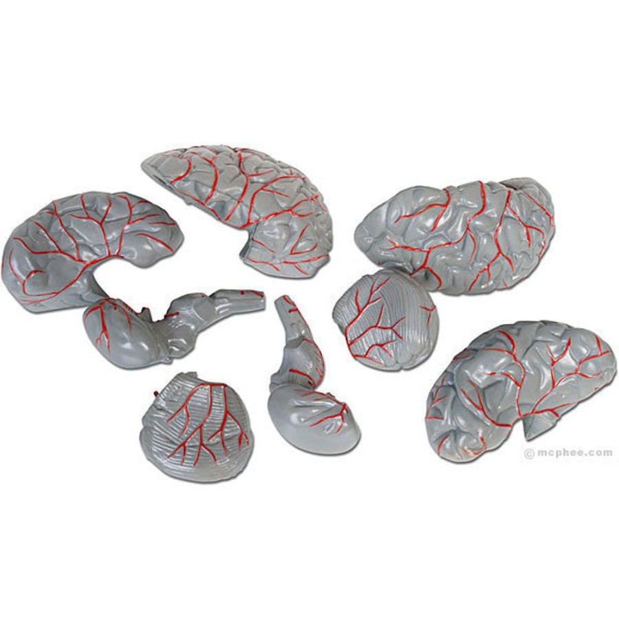 Fun Archie McPhee | Brain Model