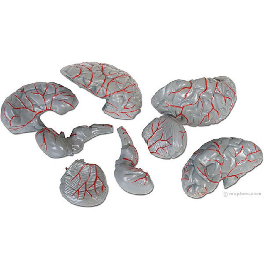 Fun Archie McPhee | Brain Model