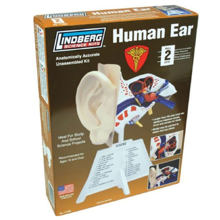 School & Office Archie McPhee | Human Ear Model Kit