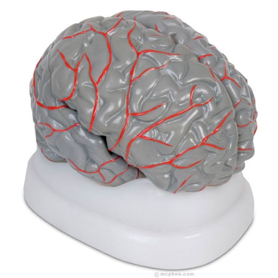 School & Office Archie McPhee | Brain Model